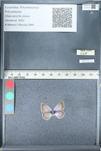Media type: image;   Entomology 154120